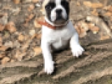 Gideon - Bulldog Francés, EuroPuppy review from Alemania