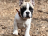 Gideon - Bulldog Francés, EuroPuppy review from Alemania