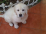 Magic - Golden Retriever, EuroPuppy review from Arabia Saudita