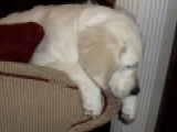 E.T Harvey (Sam) - Golden Retriever, EuroPuppy review from Qatar