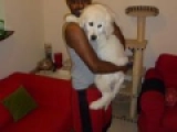 Merlin - Golden Retriever, EuroPuppy review from Emiratos Árabes Unidos
