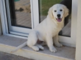 Milo - Golden Retriever, EuroPuppy review from Emiratos Árabes Unidos