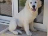 Milo - Golden Retriever, EuroPuppy review from Emiratos Árabes Unidos