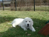 Hamlet - Golden Retriever, EuroPuppy review from Estados Unidos