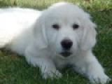 Hamlet - Golden Retriever, EuroPuppy review from Estados Unidos