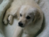 Miyah - Golden Retriever, EuroPuppy review from Alemania