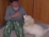 Jack - Golden Retriever, EuroPuppy review from Arabia Saudita