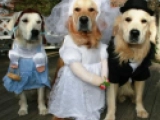 Bella - Golden Retriever, EuroPuppy review from Estados Unidos