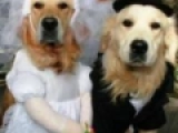 Bella - Golden Retriever, EuroPuppy review from Estados Unidos