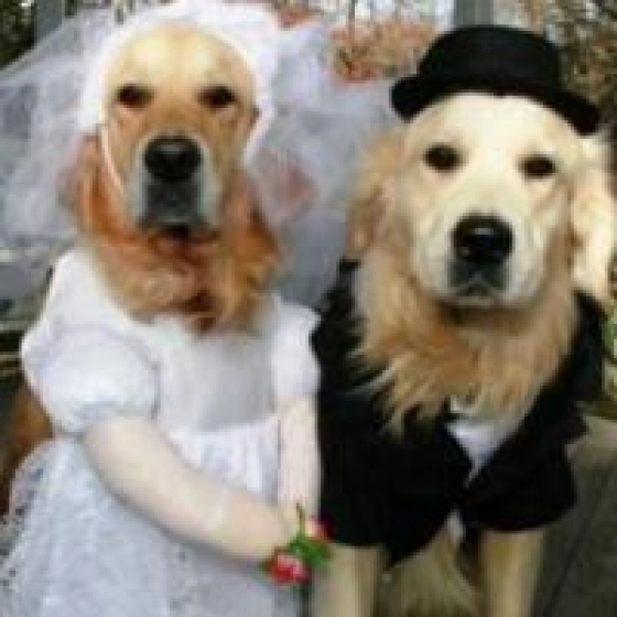 Bella - Golden Retriever, EuroPuppy review from United States