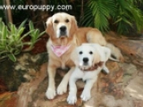 Zoe - Golden Retriever, EuroPuppy review from USA