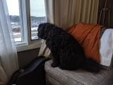 Goulash - Puli, EuroPuppy review from Estados Unidos