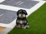 Diego - Havaneser, EuroPuppy review from Vereinigte Arabische Emirate