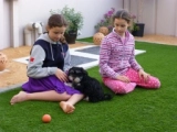 Diego - Havaneser, EuroPuppy review from Vereinigte Arabische Emirate