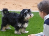 Diego - Havaneser, EuroPuppy review from Vereinigte Arabische Emirate