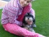 Diego - Havaneser, EuroPuppy review from Vereinigte Arabische Emirate