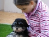 Diego - Havaneser, EuroPuppy review from Vereinigte Arabische Emirate