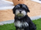 Diego - Havaneser, EuroPuppy review from Vereinigte Arabische Emirate