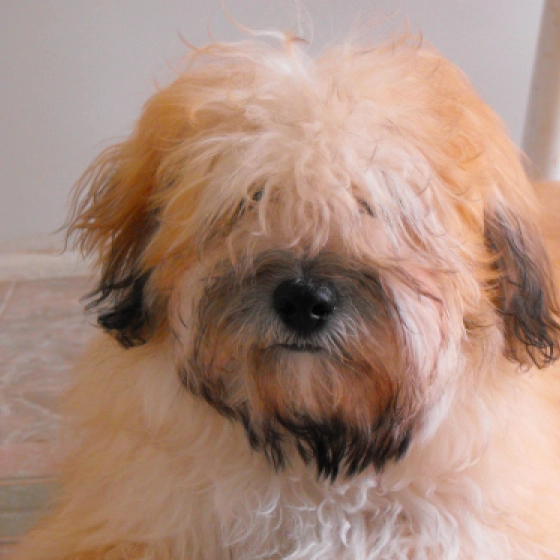 Zeke - Havaneser, EuroPuppy review from USA