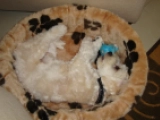 Buster - Bichón Habanero, EuroPuppy review from Qatar
