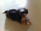 Diego - Havaneser, EuroPuppy review from Katar