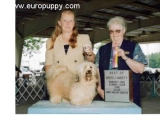 Rudy - Havanese, EuroPuppy review from United States