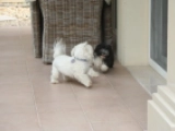Murphy - Havaneser, EuroPuppy review from Vereinigte Arabische Emirate