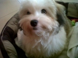 Cuddles - Havaneser, EuroPuppy review from Vereinigte Arabische Emirate