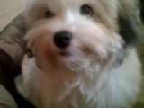 Cuddles - Havaneser, EuroPuppy review from Vereinigte Arabische Emirate
