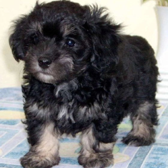 Seanary - Havanese, EuroPuppy review from United States