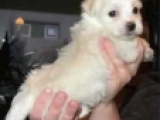 Haley - Havaneser, EuroPuppy review from USA