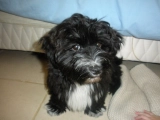 Fred - Havaneser, EuroPuppy review from Kuwait