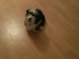 Noah - Havanese, EuroPuppy review from Germany