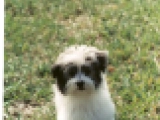 Artemus - Havaneser, EuroPuppy review from USA