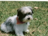 Artemus - Havaneser, EuroPuppy review from USA