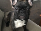Hecate - Bulldog Francés, EuroPuppy review from Estados Unidos