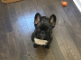 Hecate - Bulldog Francés, EuroPuppy review from Estados Unidos