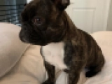 Hecate - Bulldog Francés, EuroPuppy review from Estados Unidos