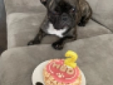Hecate - Bulldog Francés, EuroPuppy review from Estados Unidos