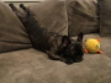 Hecate - Bulldog Francés, EuroPuppy review from Estados Unidos