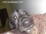 Black Tulip - Wolfhound Irlandés, EuroPuppy review from Emiratos Árabes Unidos