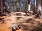 Kelvin - Yorkshire Terrier, EuroPuppy review from Vereinigte Arabische Emirate