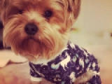 Kelvin - Yorkshire Terrier, EuroPuppy review from Vereinigte Arabische Emirate