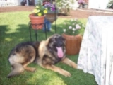 Heidi - Leonberger, EuroPuppy review from USA