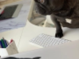 Lulu - French Bulldog, EuroPuppy review from United Arab Emirates