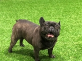 Lulu - French Bulldog, EuroPuppy review from United Arab Emirates