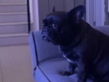 Lulu - French Bulldog, EuroPuppy review from United Arab Emirates