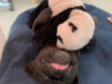 Lulu - French Bulldog, EuroPuppy review from United Arab Emirates