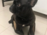 Lulu - French Bulldog, EuroPuppy review from United Arab Emirates