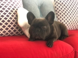 Lulu - French Bulldog, EuroPuppy review from United Arab Emirates